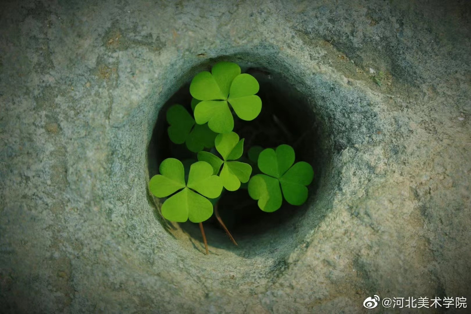 香港免费马资料最准的网站