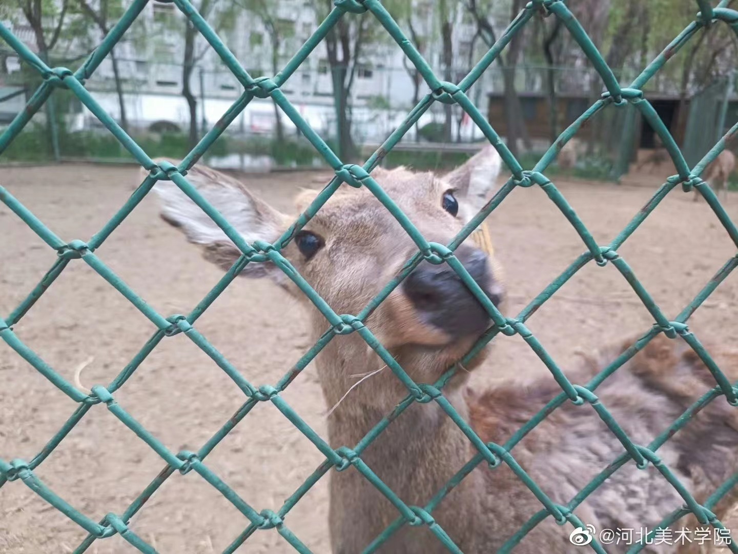 香港免费马资料最准的网站